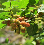 Mulberry Leaf