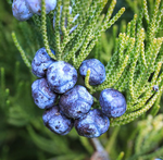 Berry